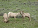 Bighorn sheep in the National Elk Refuge