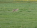 Coyote in the National Elk Regufe