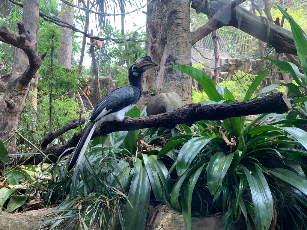 Hornbill bird at the Singapore Zoo